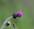222 foto MVervoorn IMG_5484